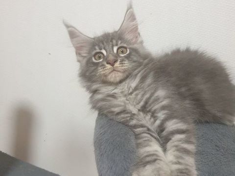CHATON  MAIN COON 850 57000 Metz