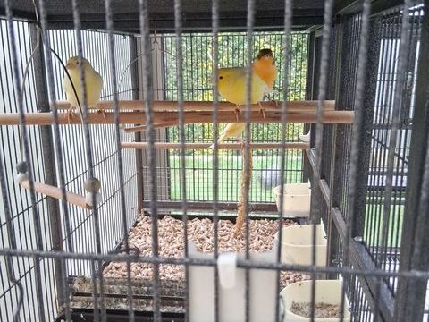 canaris mâles 20 77250 pisy
