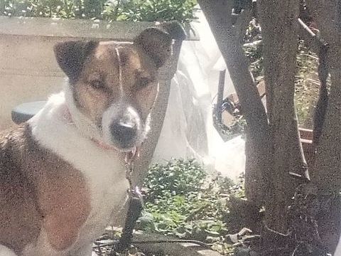 Jack Russell Terrier Tricolore 0 26000 Valence