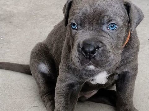 Chiot Cane Corso 750 56350 Rieux