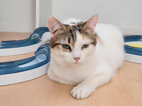 COPELIA CHATONNE TRICOLORE 9 MOIS 225 92260 Fontenay-aux-roses