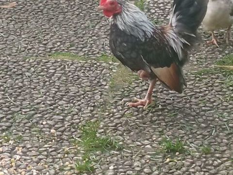 Coq serama 8 44460 Fgrac