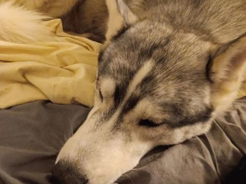 César 0 71470 Montpont-en-bresse