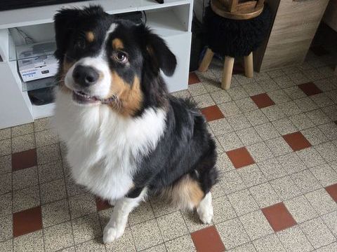 chiot 10 mois 500 59850 Nieppe