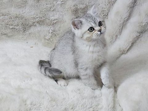 British Shorthair 700 12000 Rodez