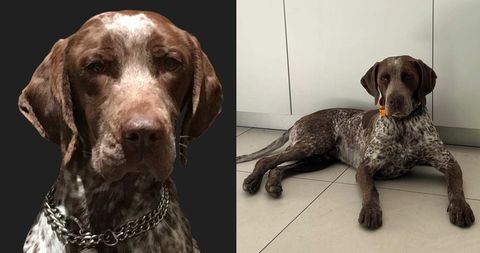BAZIL Braque-Springer spaniel cherche descendance 0 69580 Sathonay-village
