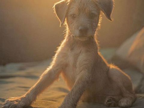 Noisette, la petite timide 300 76000 Rouen