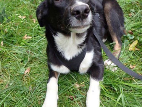 Gentiane, chiot à adopter 320 74000 Annecy