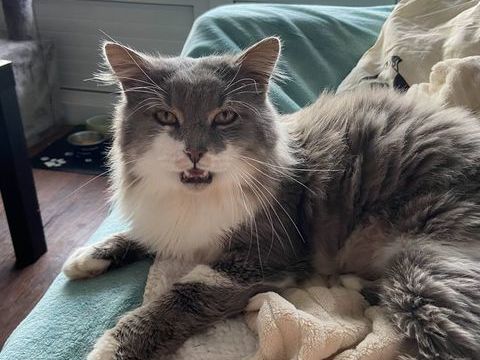 Tahor 80 44000 Nantes