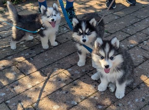Chiots Pomsky F4 fleur de lys 2300 44630 Plessé