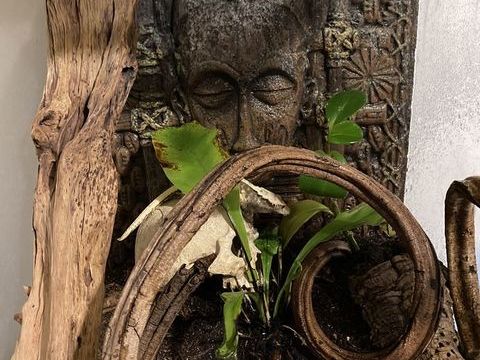 Terrarium 60 91310 Longpont-sur-orge