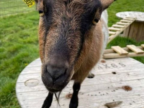 Yanis et Violette 180 22950 Tr�gueux