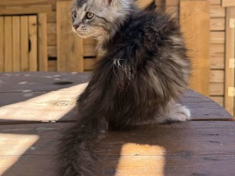 Chaton Maine Coon male LOOF 1100 13400 Aubagne
