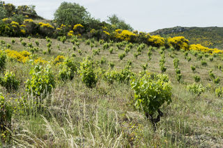  Propri�t�/ch�teau � vendre 6 pi�ces 165 m�