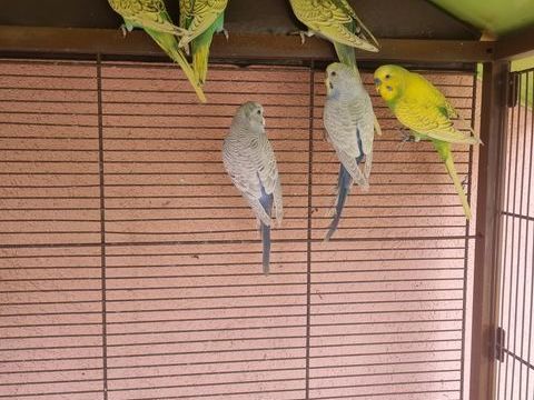 Perruches ondulées 2025 10 07380 Prades