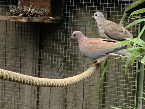 Tourterelle Maill&eacute;e du S&eacute;n&eacute;gal 30 85140 Chauch�