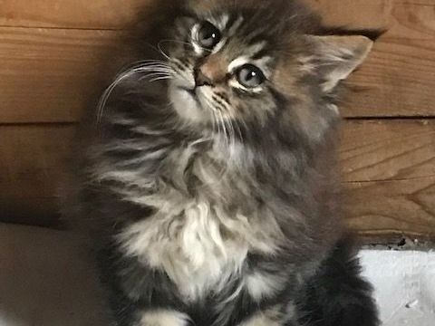 Merveilleux chatons maine coon 1100 84700 Sorgues
