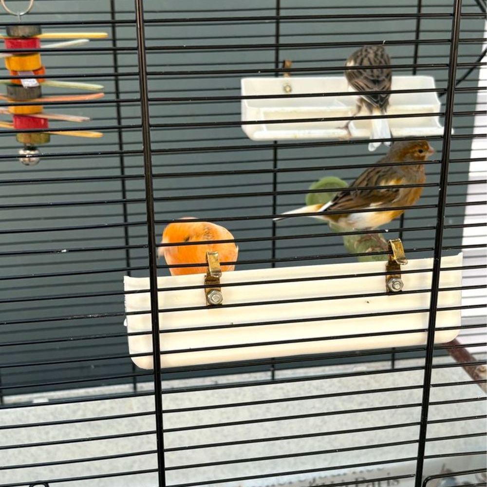  Canaris a ceder 