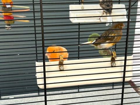 Canaris a ceder 20 