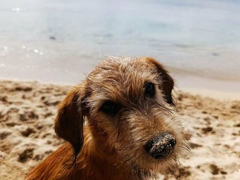 Youpi, chien joyeux 300 77400 Carnetin