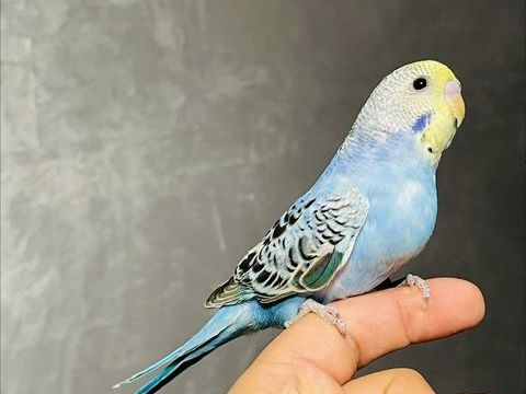 Tr&egrave;s Beaux M&acirc;les Perruche Ondul&eacute;e EAM Bien Apprivoiser 25  80 94450 Limeil-br�vannes