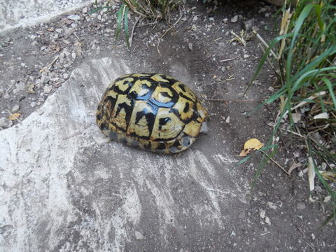 cherche tortue boettgeri 0 13013 Marseille