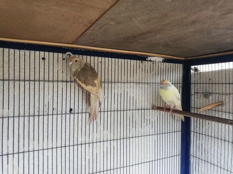  male kakariki 
65 91390 Morsang-sur-orge