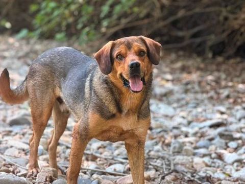 Pako m&acirc;le de 3 ans 300 59300 Aulnoy-lez-valenciennes