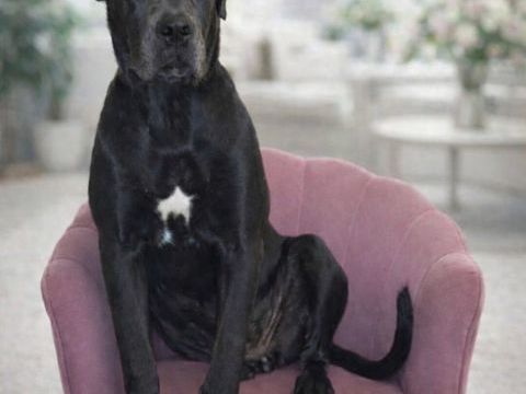 Cane corso femelle 0 88220 Xertigny