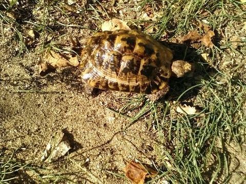 Joli m&acirc;le grecque 100 26130 Saint-paul-trois-ch�teaux