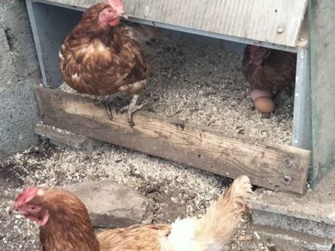 POULES 0 44310 Saint-philbert-de-grand-lieu