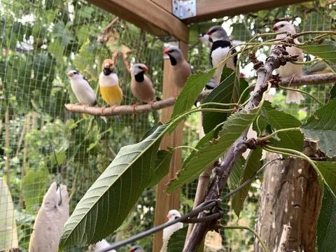 canaris blancs diamants bavette moineau du japon 20 85500 Les herbiers