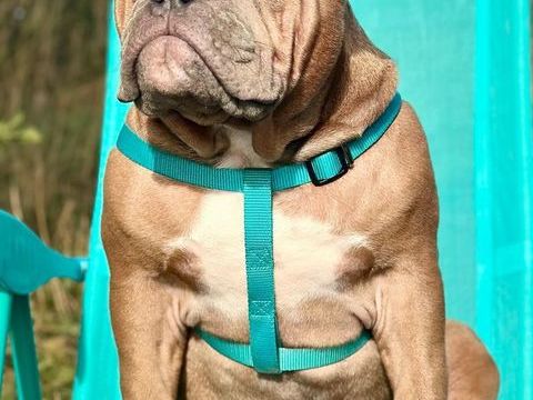 CHIOT TYPE AMERICAN BULLY
1400 54390 Frouard