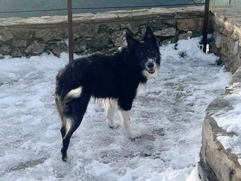 LOUCK, le Border qui revient de loin.... est à l'ADOPTION ! 0 34000 Montpellier