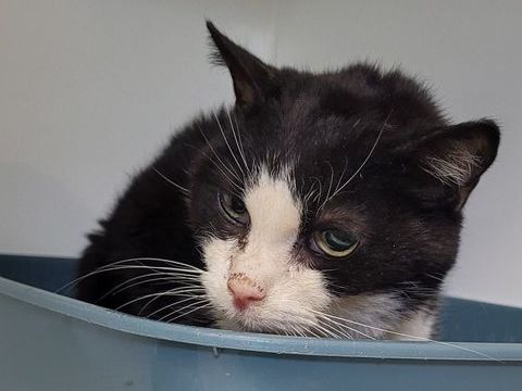 BLUM, chat blanc et noir, 15 ans 0 34500 Béziers