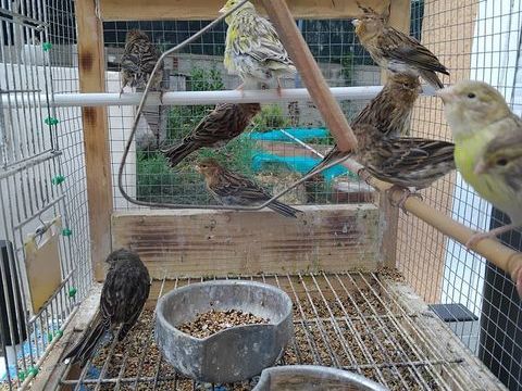 Tr&egrave;s beau canaris 25 34620 Puisserguier