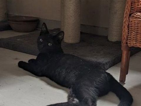 SABLE CHATON NOIR 10 MOIS 225 92260 Fontenay-aux-roses