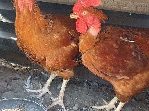Poulet fermier 25 14310 Villers-bocage