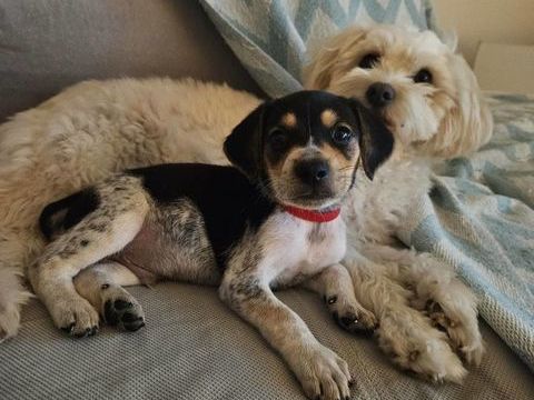 Tiago aux mille sourires 300 77000 Livry-sur-seine