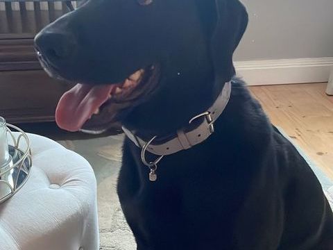 PRESTO croisé labrador/braque né 27/04/2019 100 17400 Saint-jean-d'angly