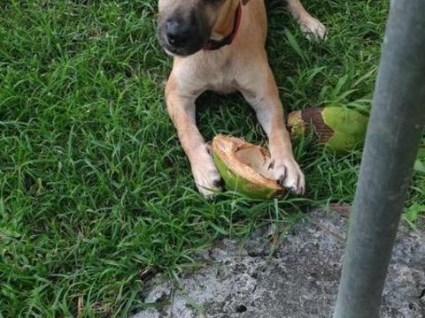 Anuka, femelle berger, n&eacute;e le 15/06/2025 🐶 300 49000 Angers