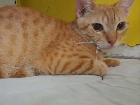 ✨️ DORY ✨️ 🐱 0 69001 Lyon