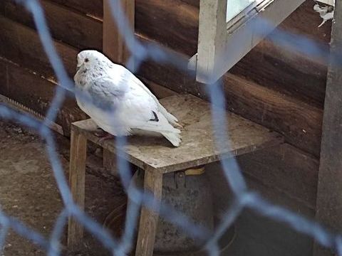 DON PIGEONS POUR ELEVAGE 0 01340 Brziat