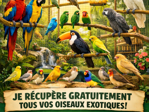 Oiseaux 0 93270 Sevran