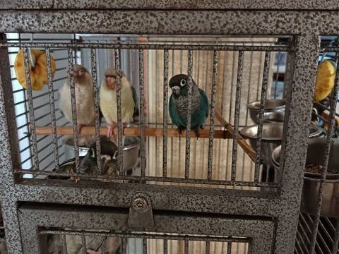 perruche Conure pyrrhura &eacute;lev&eacute; &agrave; la main 120 84320 Entraigues-sur-la-sorgue