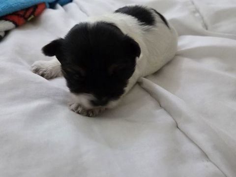 Yorkshire biwer males 1750 54220 Malz�ville