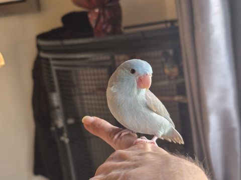 Jeune toui c&eacute;leste &eacute;lev&eacute; &agrave; la main 150 77240 Vert-saint-denis