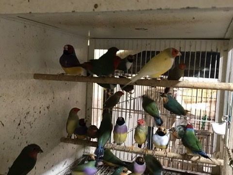 Pape de Noum&eacute;a 60 31600 Muret