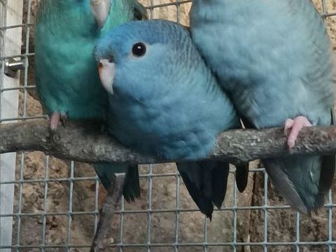 perruches catherine 45 44350 Gu�rande