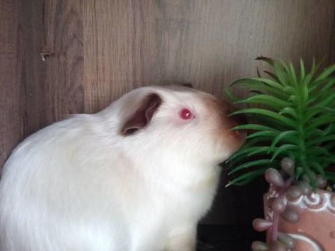 Cochon d'inde Saisissez le titre de votre annonce 20 31100 Toulouse